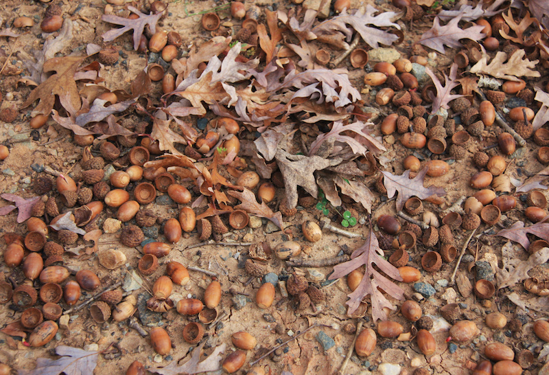 Acorn carpet